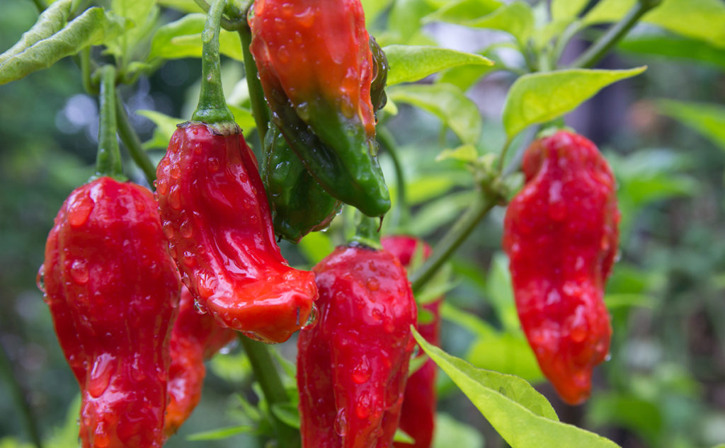 hottest pepper seeds - Bedfordshire Super Naga